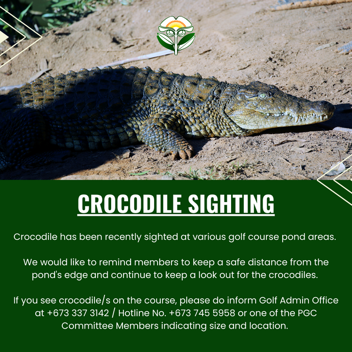 Crocodile Sighting