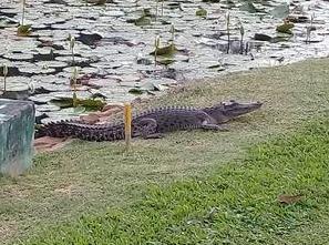 Safety Alert - Crocodiles – Panaga Club